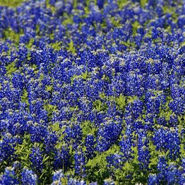 TEXAS BLUEBONNET